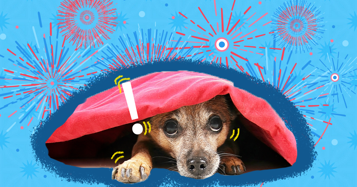 How to Calm Down Dogs Stressed by 4th of July Fireworks