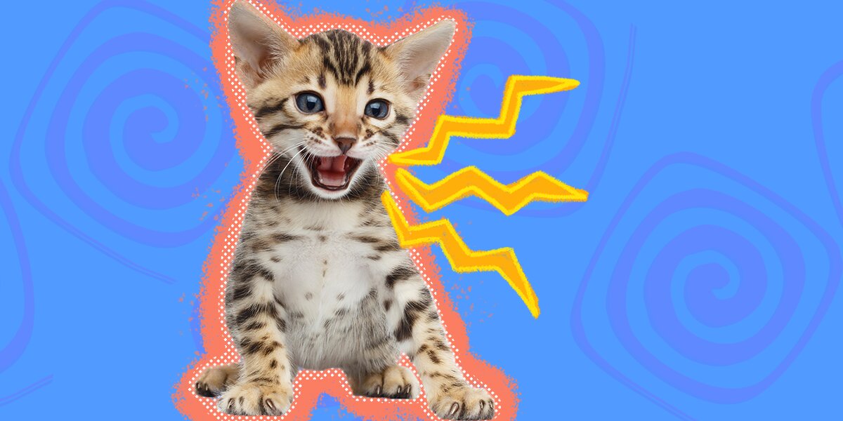 sound to make a cat angry｜TikTok Search