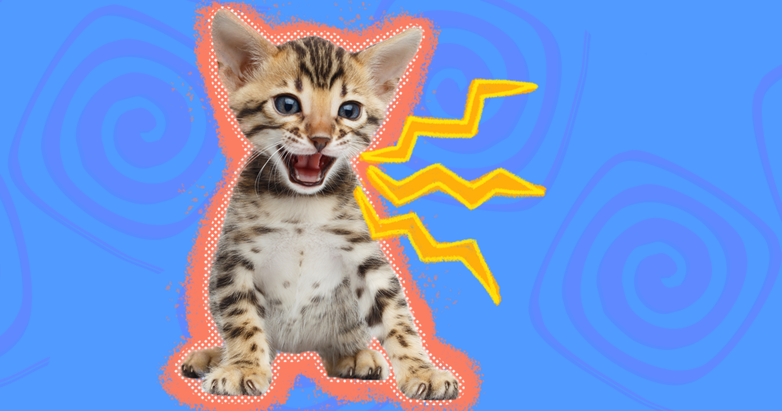 Why Do Cats Chirp? A Vet And Feline Behaviorist Explain This Behavior