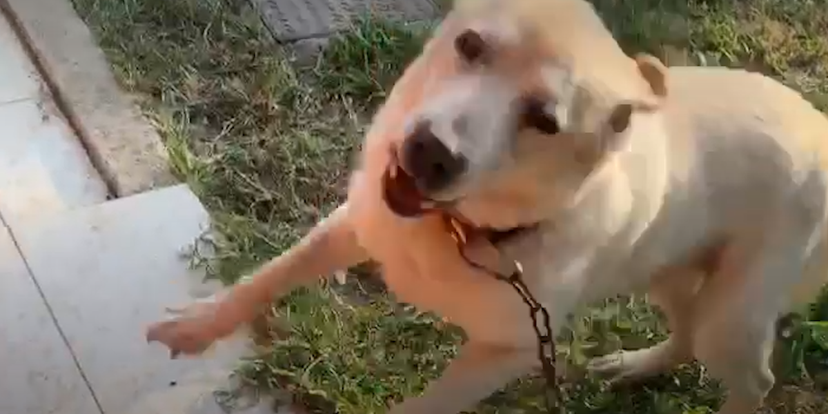 Dog Chained Up For 10 Years Is The Happiest Boy Now Videos The Dodo