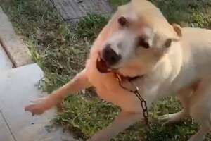 Dog Chained Up For 10 Years Is The Happiest Boy Now
