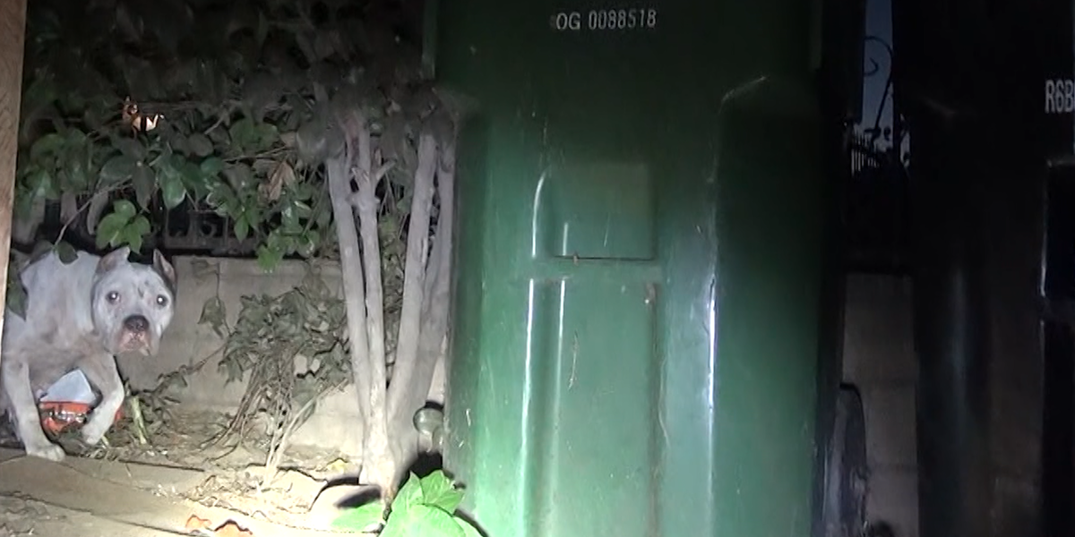 Stray Pittie Can T Relax Until Her Puppies Are Safe Videos The Dodo