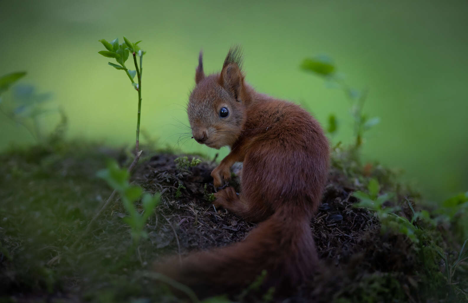 Woman Becomes Unlikely Mom To Group Of Wild Baby Squirrels - The Dodo