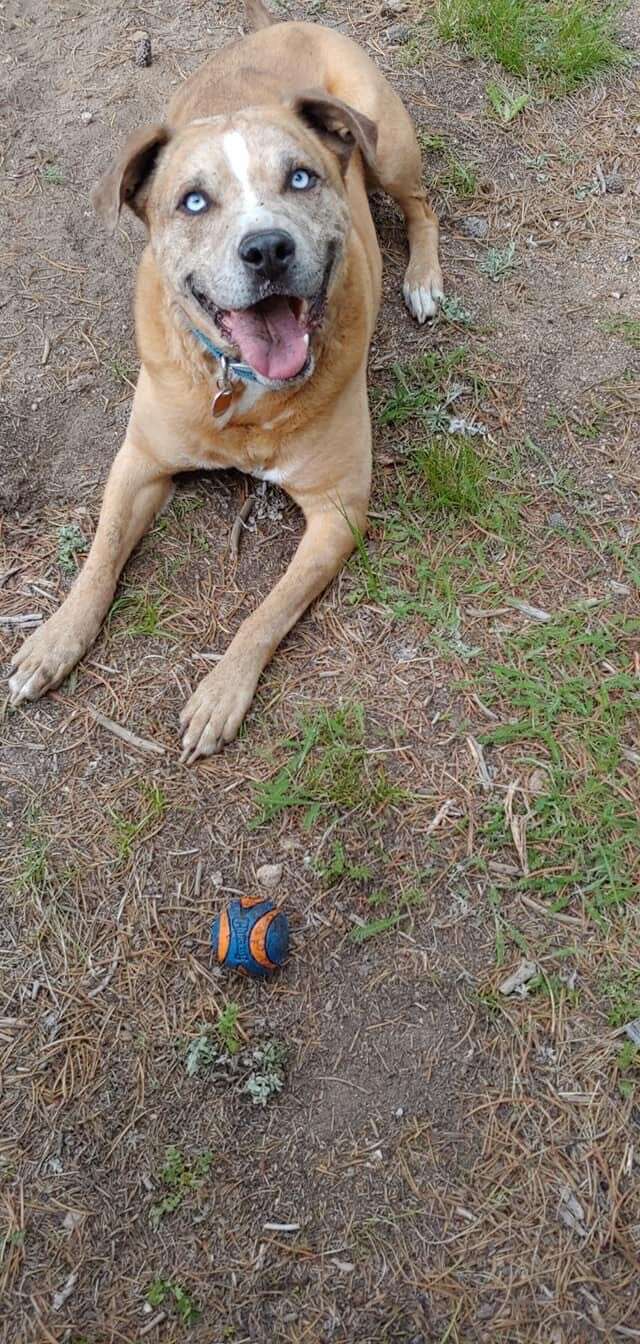 dog shares food with toys