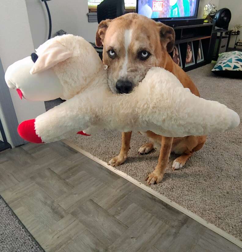 dog shares food with toys