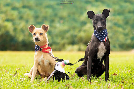 two dogs saved tx