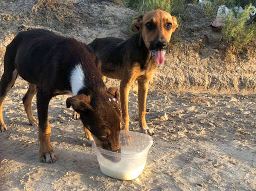 two dogs saved texas