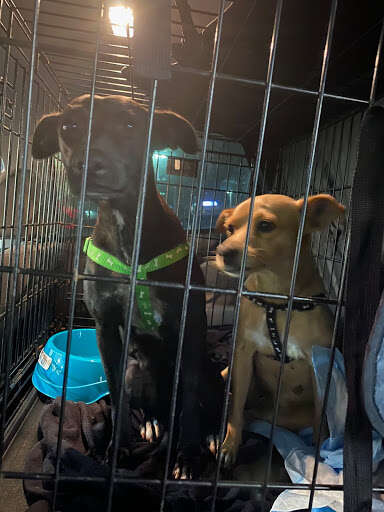 two dogs saved texas