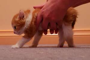 Kitten Who Couldn't Even Stand Decides He Wants To Walk