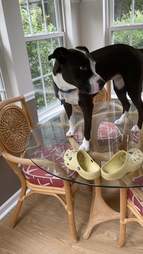 cat dog