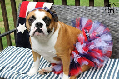 dog tutu 4th of july