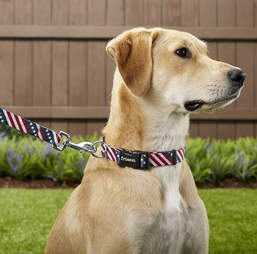 4th of july dog leash