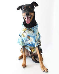 dog button up shirt