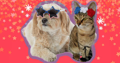 pet outfits 4th of july