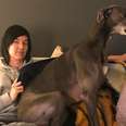 Nervous Greyhound No One Wanted Finds The Perfect Mom