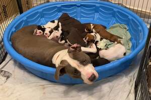 Sweet Pittie Gives Birth To 10 Puppies In Her Foster Family's House