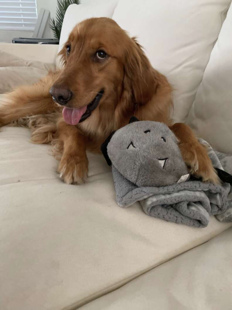 Dog with stuffed animal toy