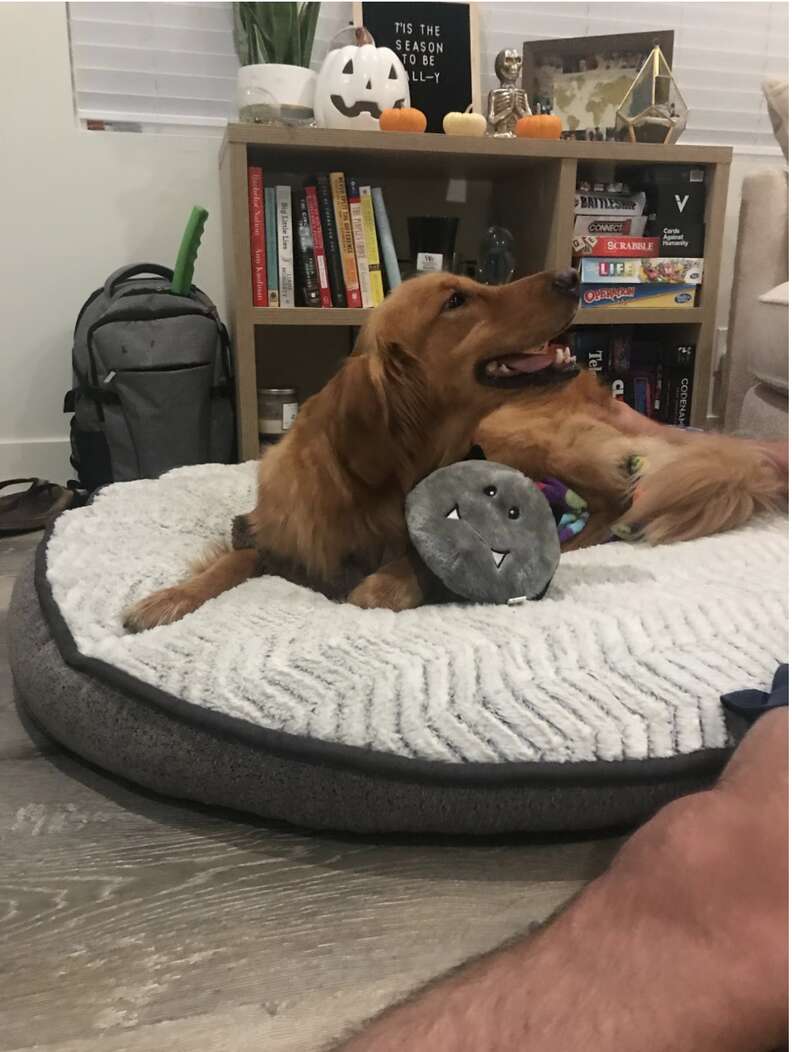 Dog cuddling with stuffed toy bat