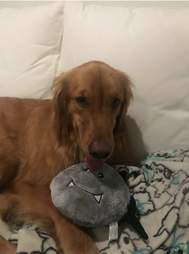 dog licking stuffed animal