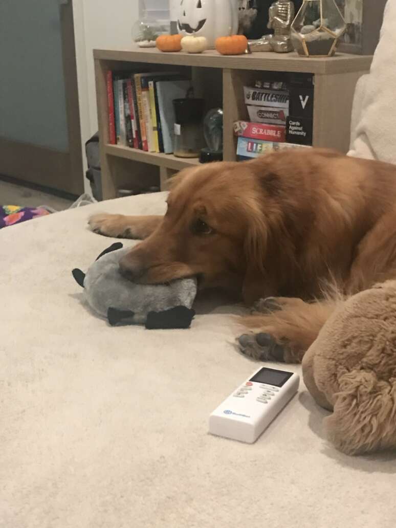 Dog cuddling with stuffed animal toy
