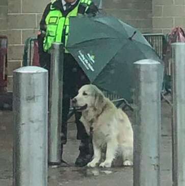 Dog sheltered from rain by security guard