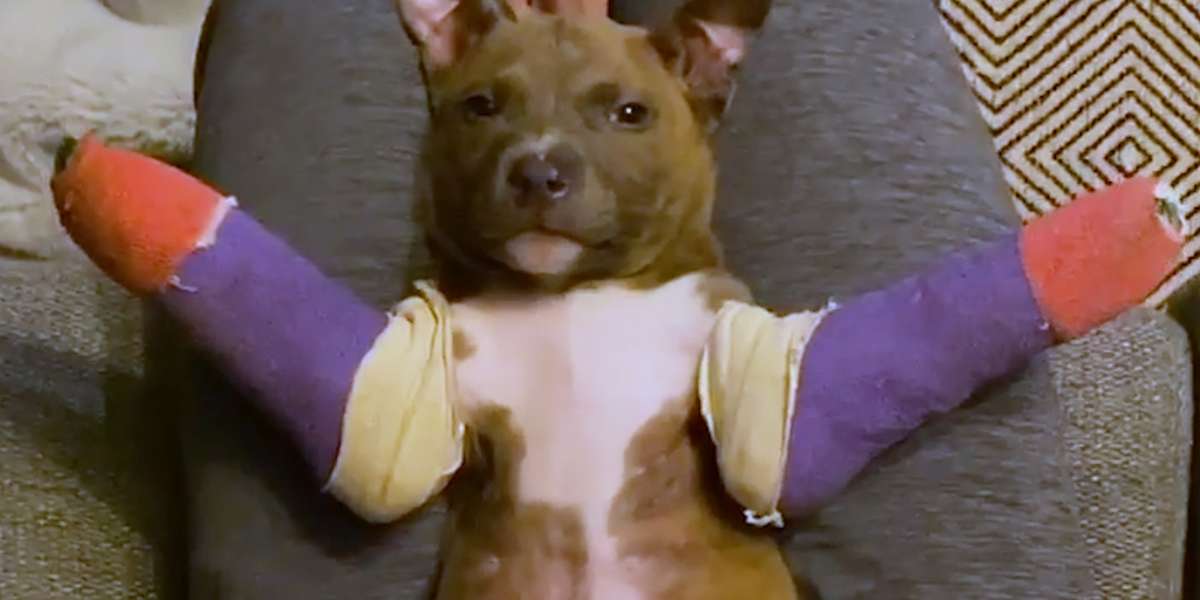 Pittie Puppy Gets Tiny Casts To Help Him Run - Videos - The Dodo