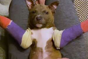 Pittie Puppy Gets Tiny Casts To Help Him Run