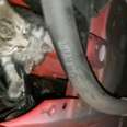 Mom Waits For Someone To Rescue Her Kittens From Car Engine