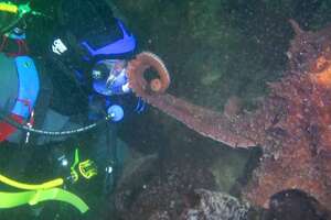 Diver Meets A Very Smart Giant Octopus