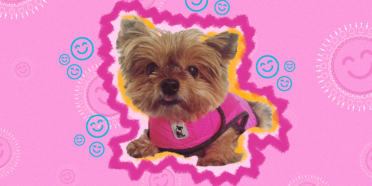 Review Here’s How The ThunderShirt Is Helping Our Anxious Dog