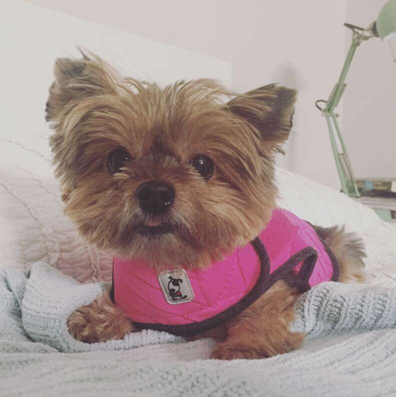 Dog wearing a pink ThunderShirt