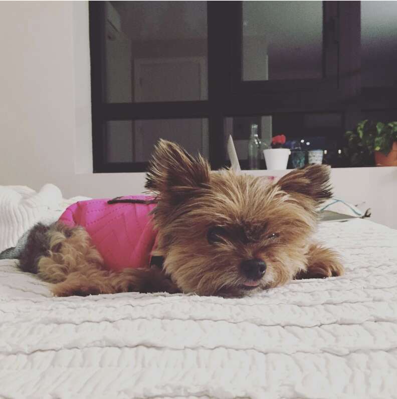 Dog relaxing in a ThunderShirt