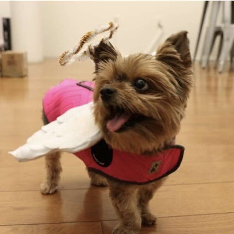 Dog wearing ThunderShirt with added wings