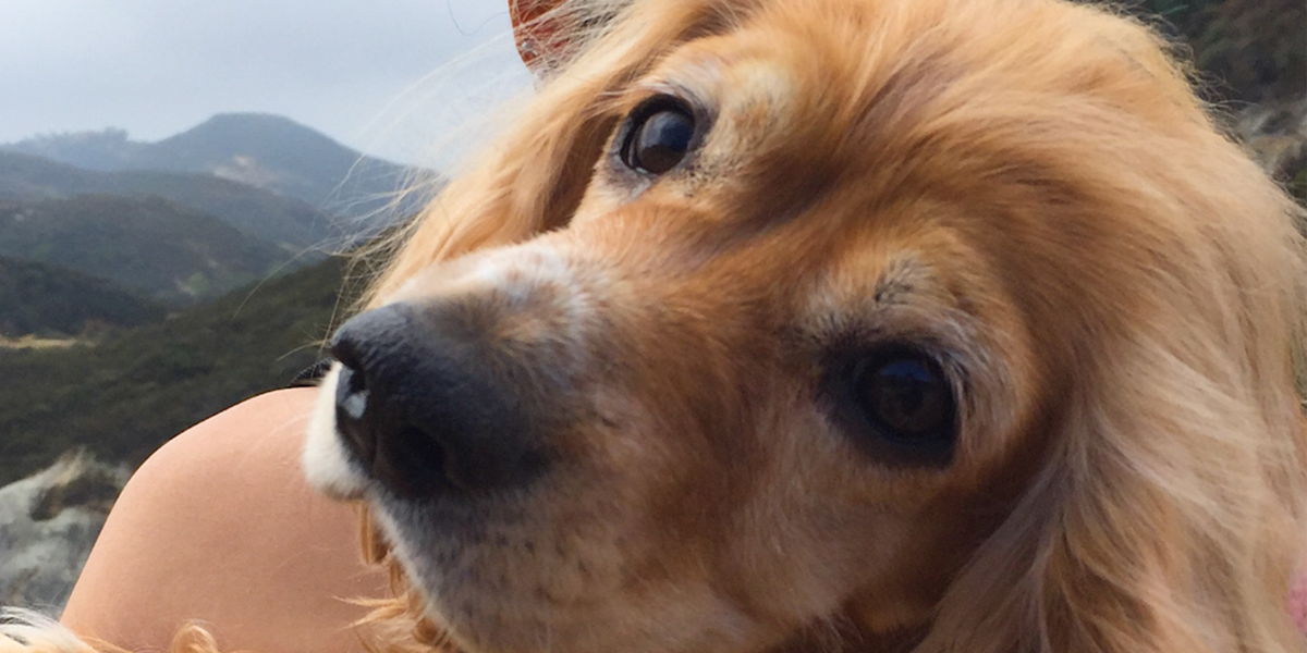 Rescue Dog Who Couldn't Walk Loves To Hike Now - Videos - The Dodo