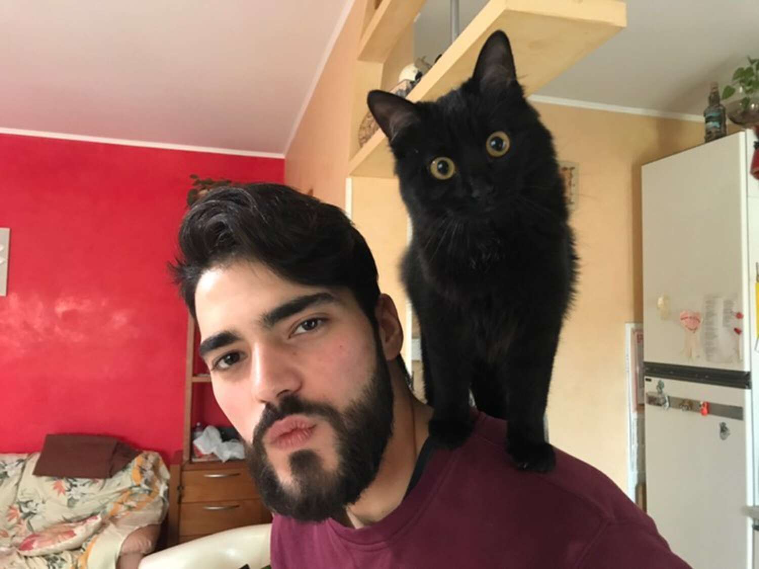 Helpful Cat Lets Her Dad Know When He’s Had Enough To Eat - The Dodo