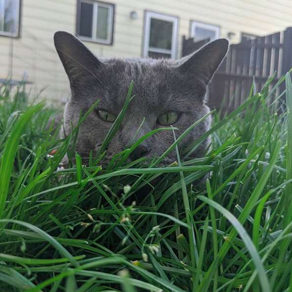 Loki the cat eating grass