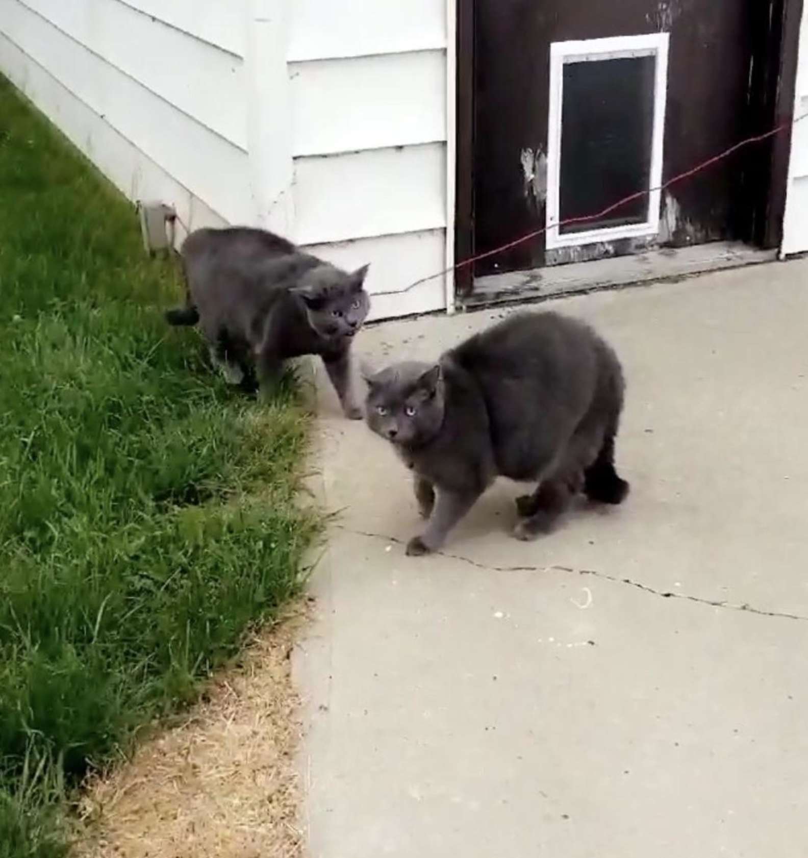 Cat Confronts Its Doppleganger