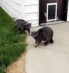 Loki the cat confronts his doppleganger