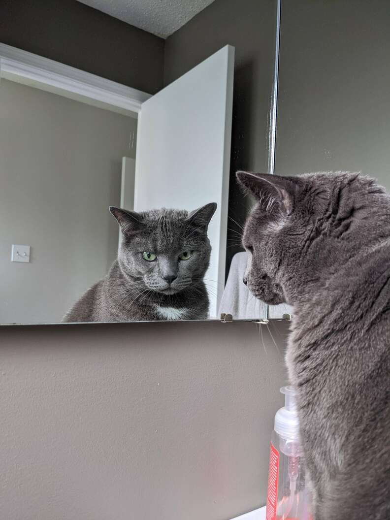 Loki the cat stares at his reflection in the mirror