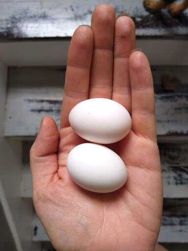 woman rescues pigeon eggs