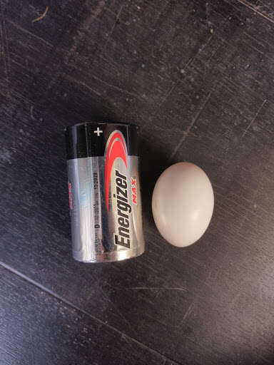 woman rescues pigeon eggs