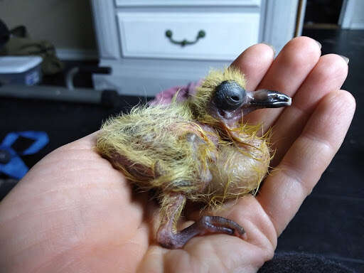 woman rescues pigeon