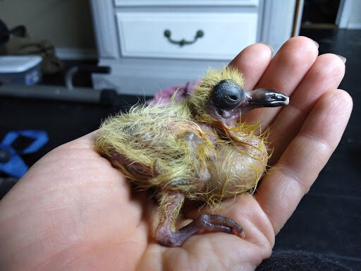 woman rescues pigeon
