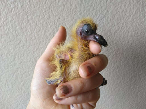 woman rescues pigeon