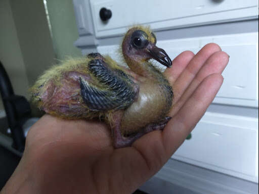 woman rescues pigeon