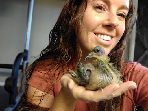 woman rescues pigeon