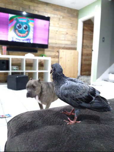 woman rescues pigeon