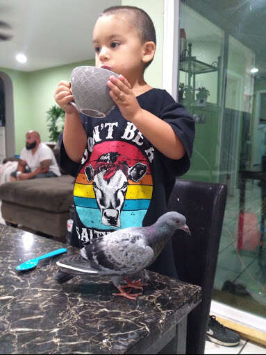 woman rescues pigeon