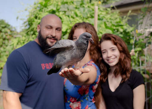 family rescues pigeon