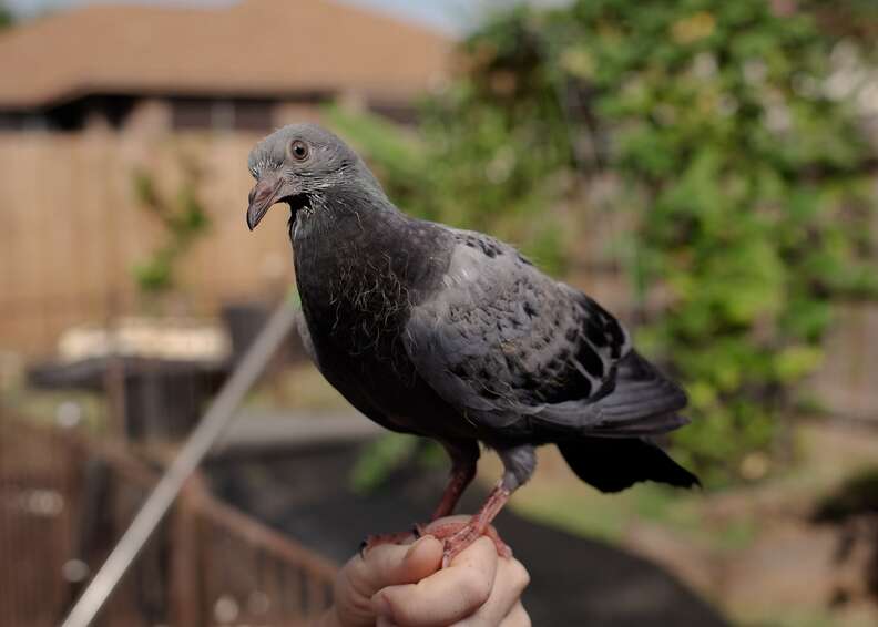 family rescues pigeon